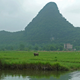 In this Aug. 11, 2016 photo, water buffalo graze amid birds in a field set against a backdrop of irregular karst peaks near Club Med's resort in Guilin, China. The Club Med resort in Guilin, China, reflects Chinese tastes. There’s a contemplative vibe, including a lake with an arched bridge, lush foliage and a setting of limestone mountain peaks. (AP Photo/Kelvin Chan)